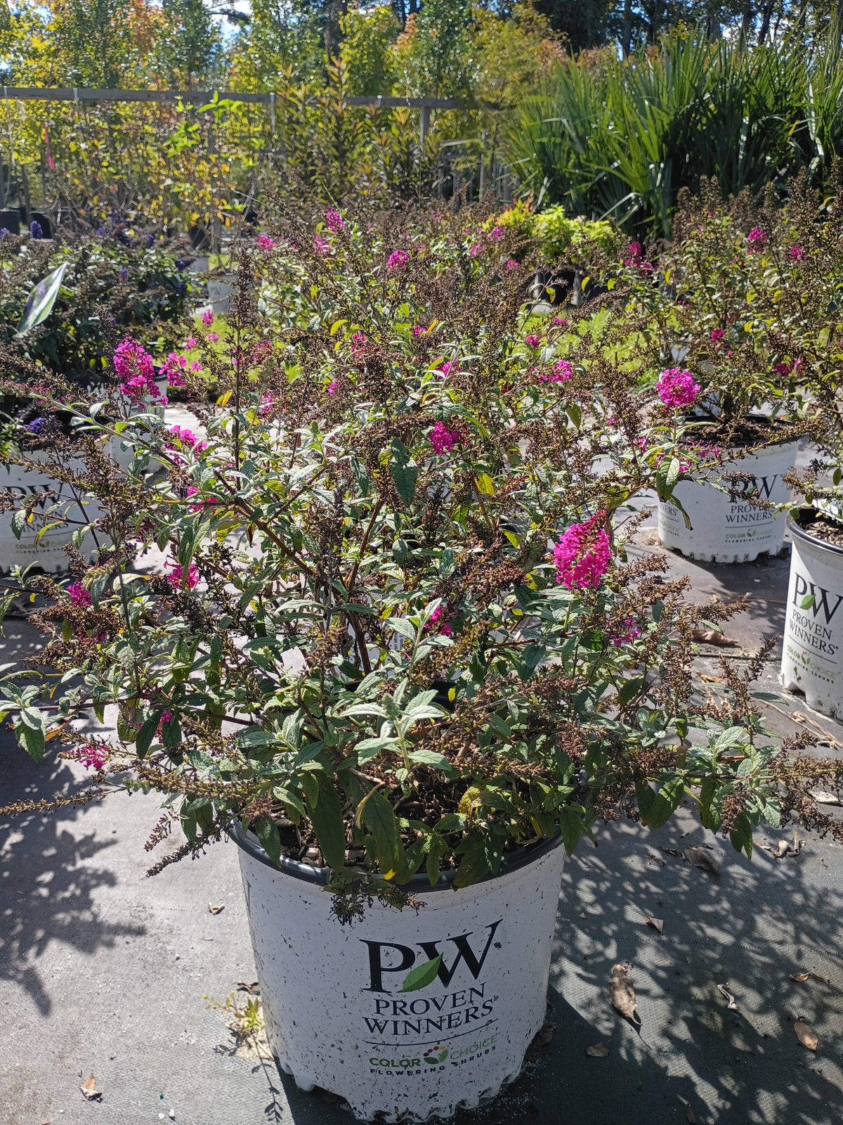 3 GALLON BUDDLEIA - MISS RUBY