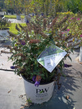 Buddleia Pugster Blue (Butterfly Bush) PW3GL
