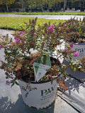 3G Buddleia Pico Punch