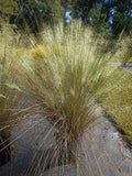3 GALLON GRASS - MUHLY - WHITE CLOUD