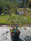 3G Vitex Agnus-Castus