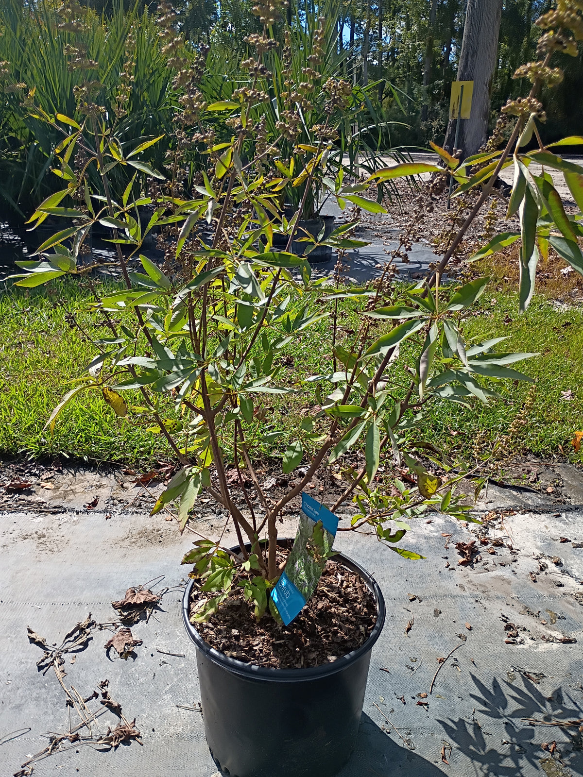 3G Vitex Agnus-Castus