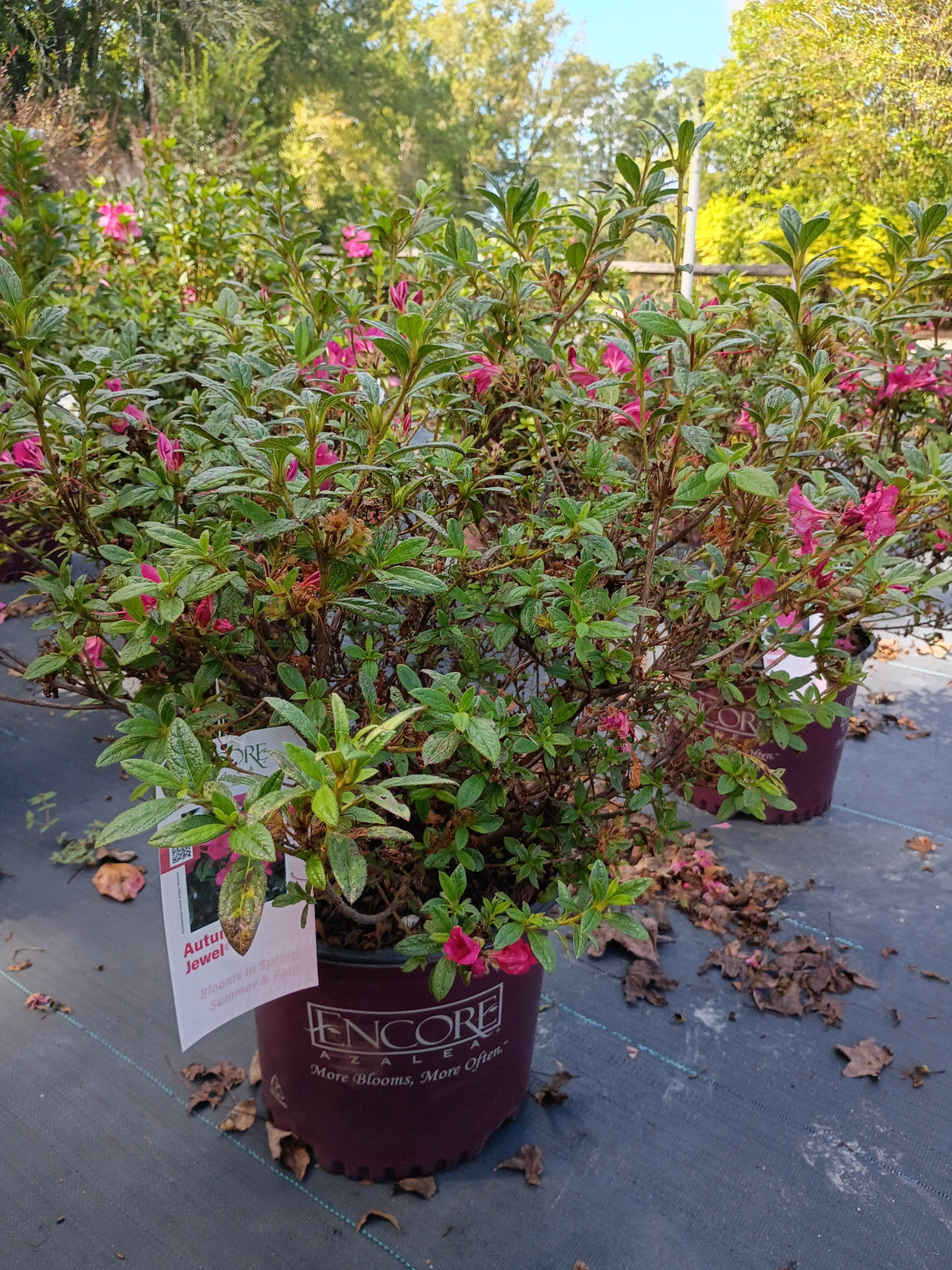 3 GALLON AZALEA - ENCORE - AUTUMN JEWEL