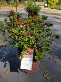 3G Azalea Encore Ruby