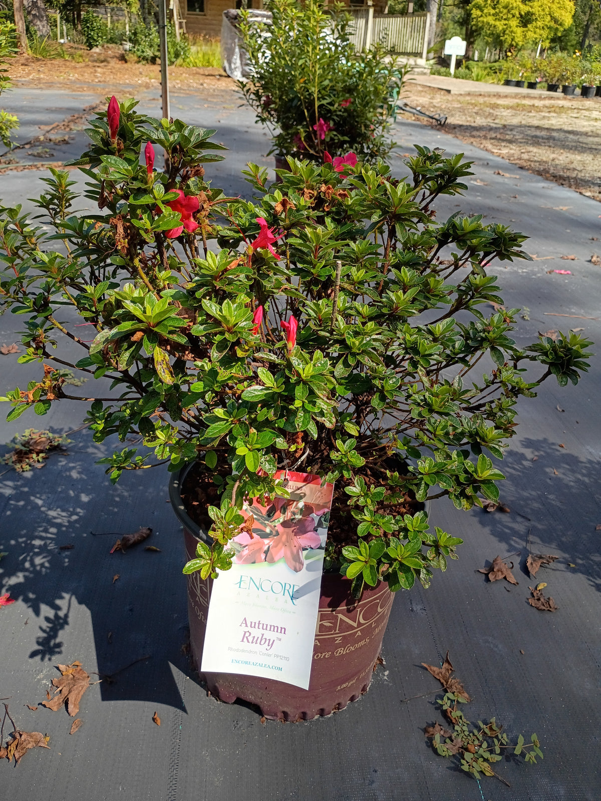 3G Azalea Encore Ruby