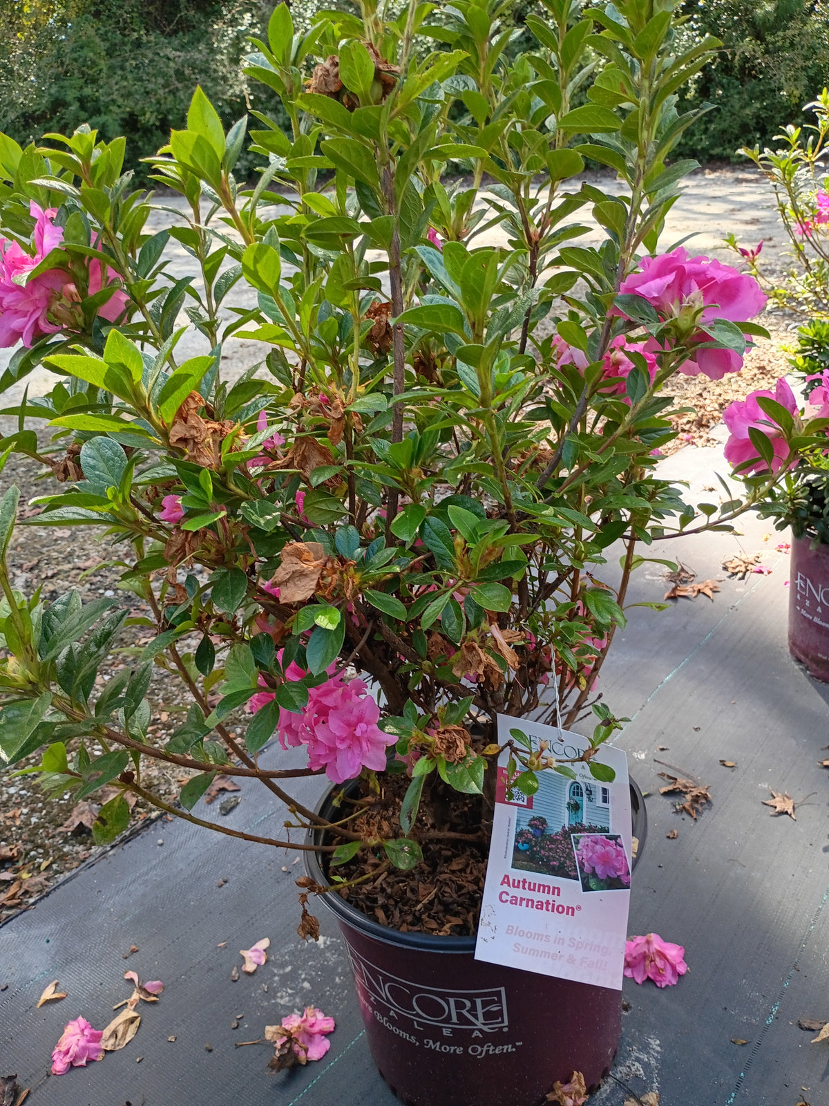 3 Gallon Encore Autumn Carnation