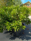 7 GALLON AZALEA - GEORGE TABER