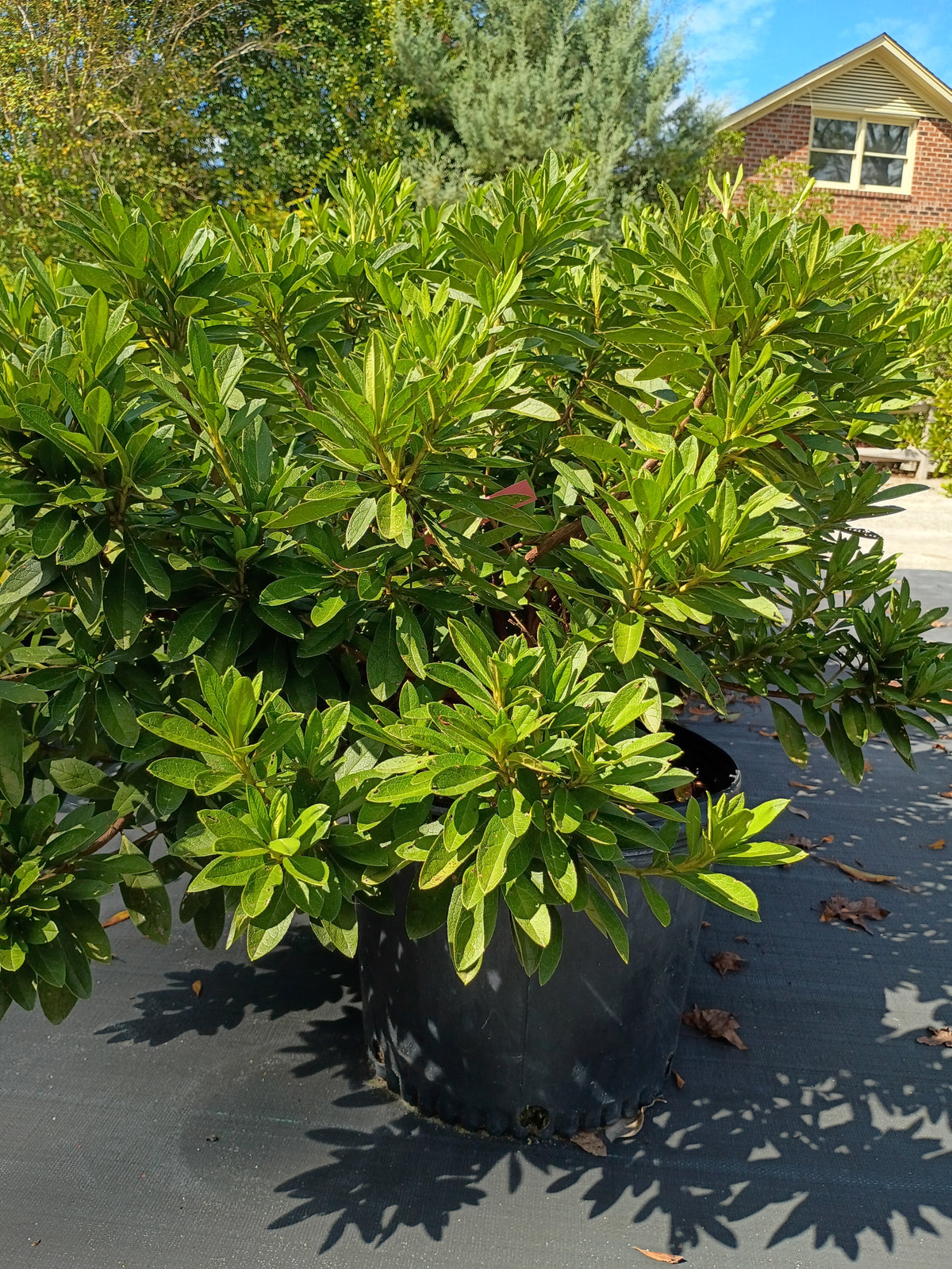 7 GALLON AZALEA - GEORGE TABER