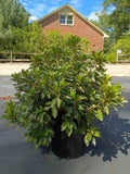 3 GALLON AZALEA - FORMOSA LAVENDER