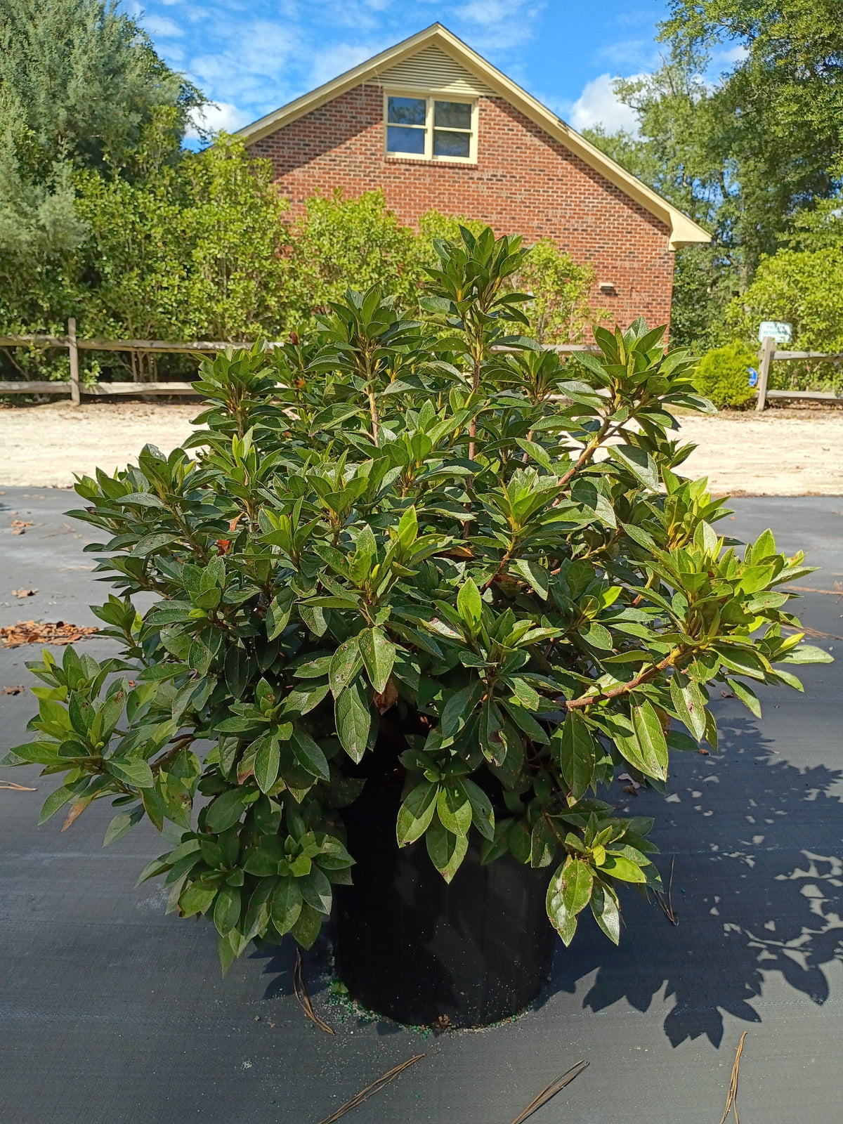 3 GALLON AZALEA - FORMOSA LAVENDER