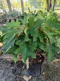 3G Hydrangea Quercifolia Munchkin