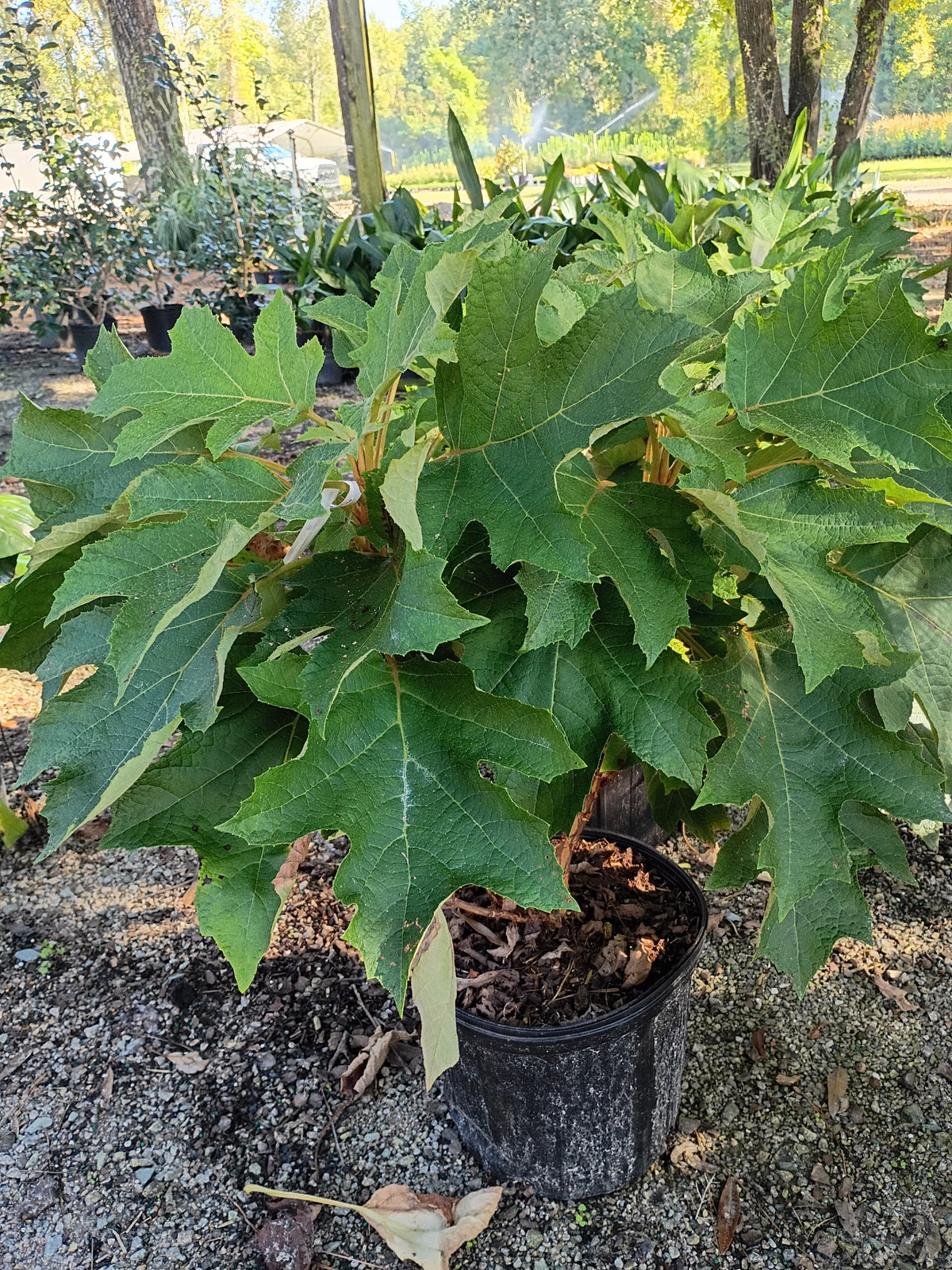 3G Hydrangea Quercifolia Munchkin