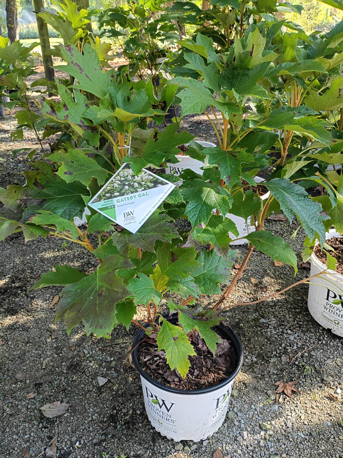 3 GALLON HYDRANGEA - QUERCIFOLIA - GATSBY GAL