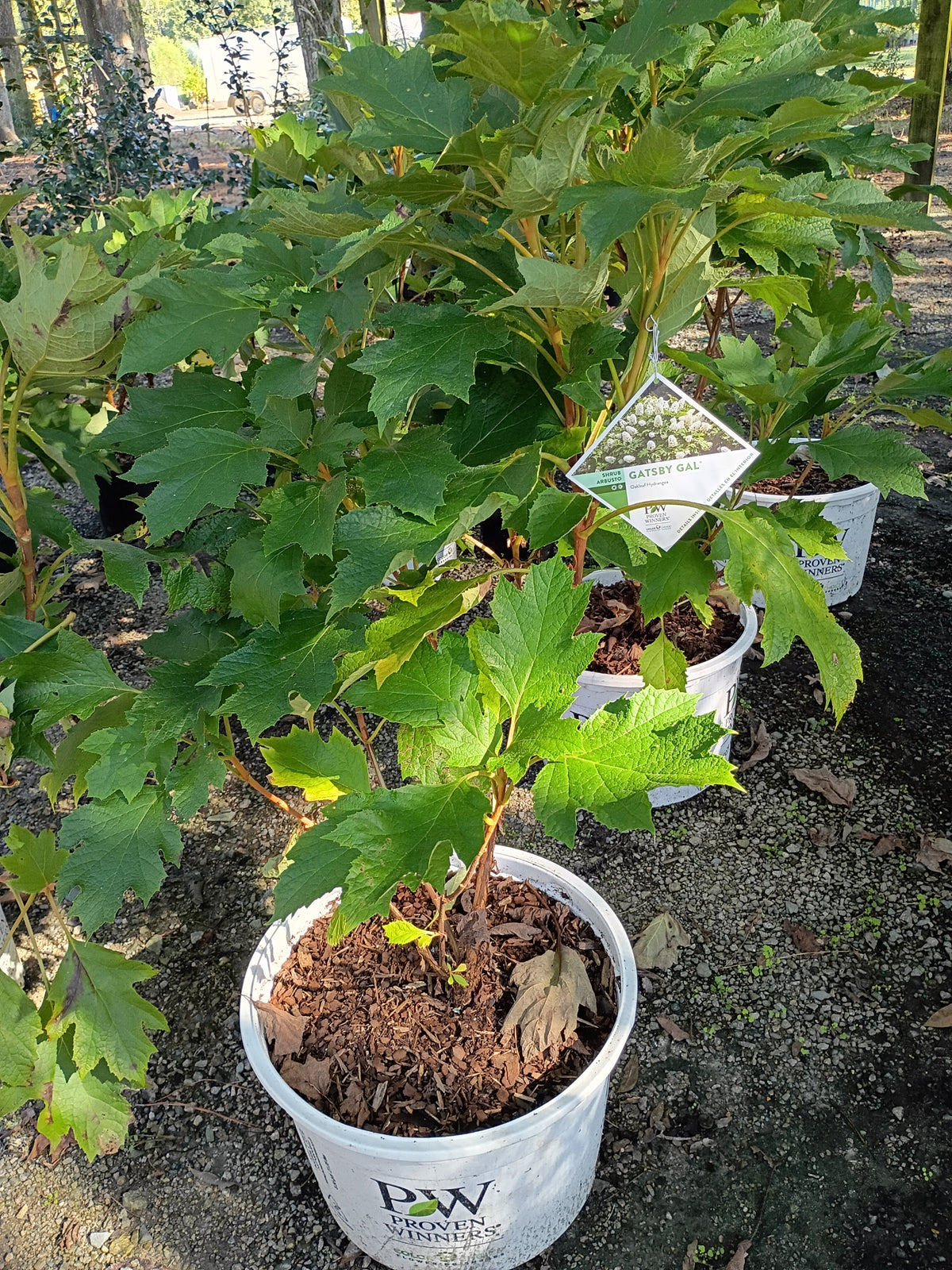7G Hydrangea Quercifolia Gatsby Gal