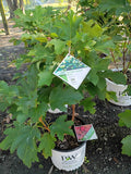 3G Hydrangea Gatsby Glow Ball
