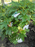 7G Hydrangea Quercifolia Gatsby Glow Ball