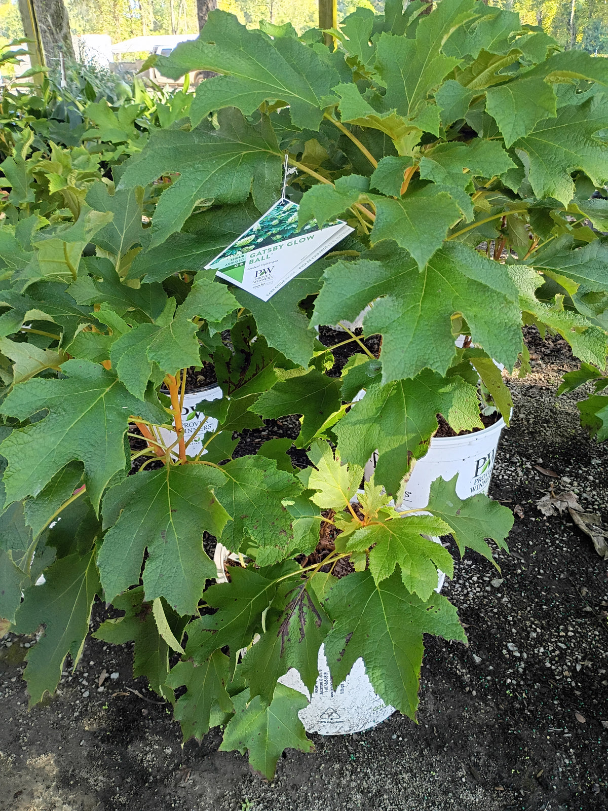 7G Hydrangea Quercifolia Gatsby Glow Ball