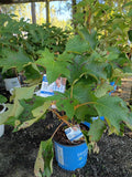 3G Hydrangea Quercifolia Toy Soldier