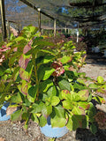 3 GALLON HYDRANGEA MACROPHYLLA - ENDLESS SUMMER - SUMMER CRUSH