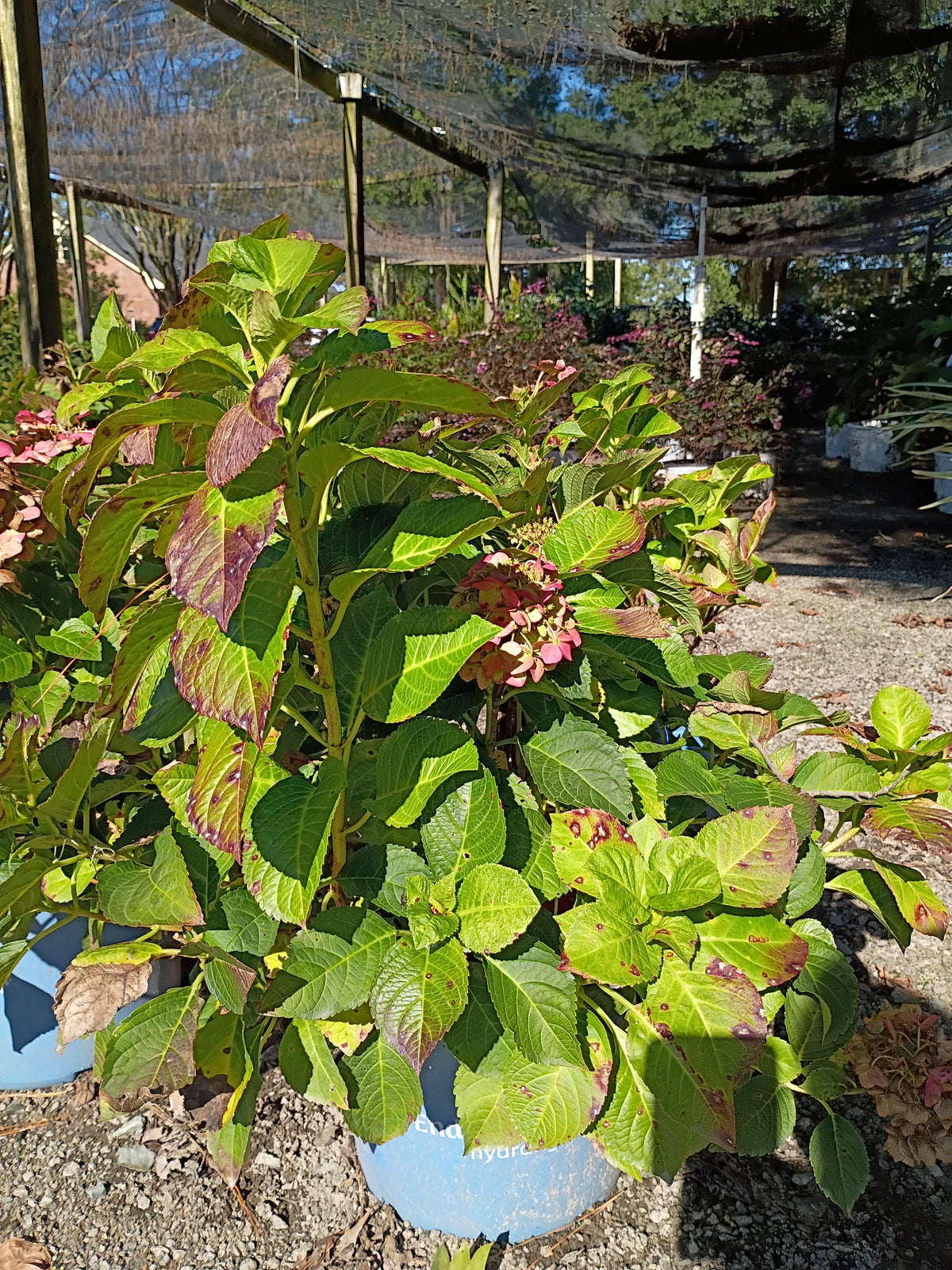 3 GALLON HYDRANGEA MACROPHYLLA - ENDLESS SUMMER - SUMMER CRUSH