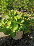 3 GALLON HYDRANGEA - MACROPHYLLA - LET'S DANCE BLUE JANGLES