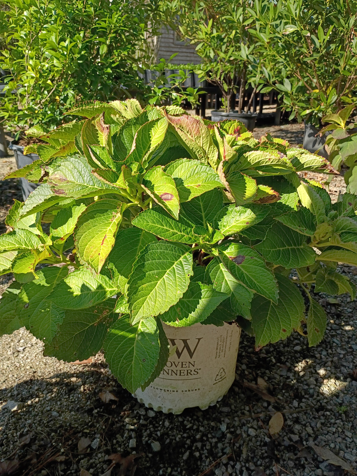 3 GALLON HYDRANGEA - MACROPHYLLA - LET'S DANCE BLUE JANGLES