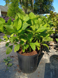 3 Gallon Hydrangea Nikko Blue