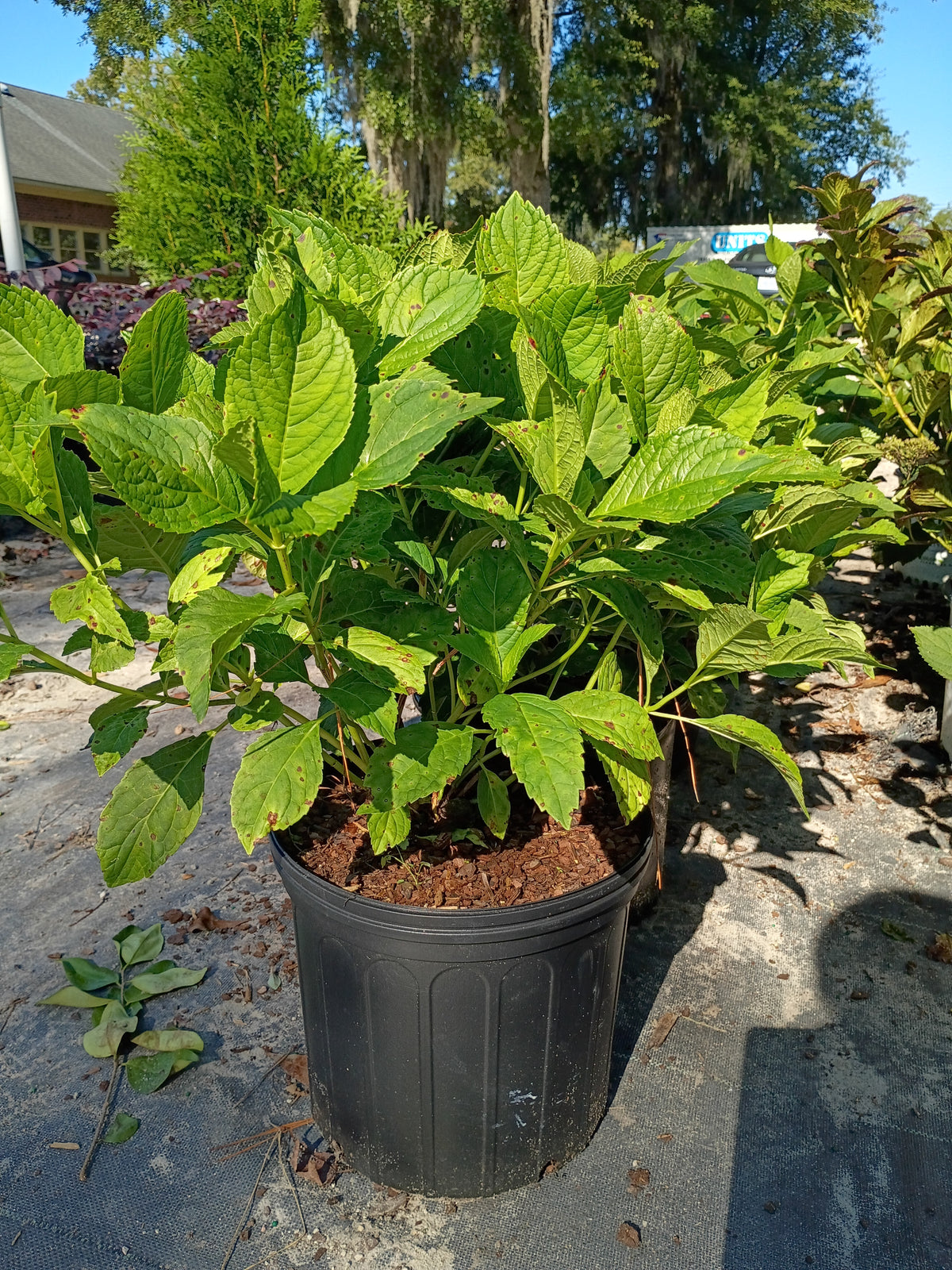 3 Gallon Hydrangea Nikko Blue