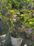 3 GALLON HYDRANGEA - SERRATA - TUFF STUFF