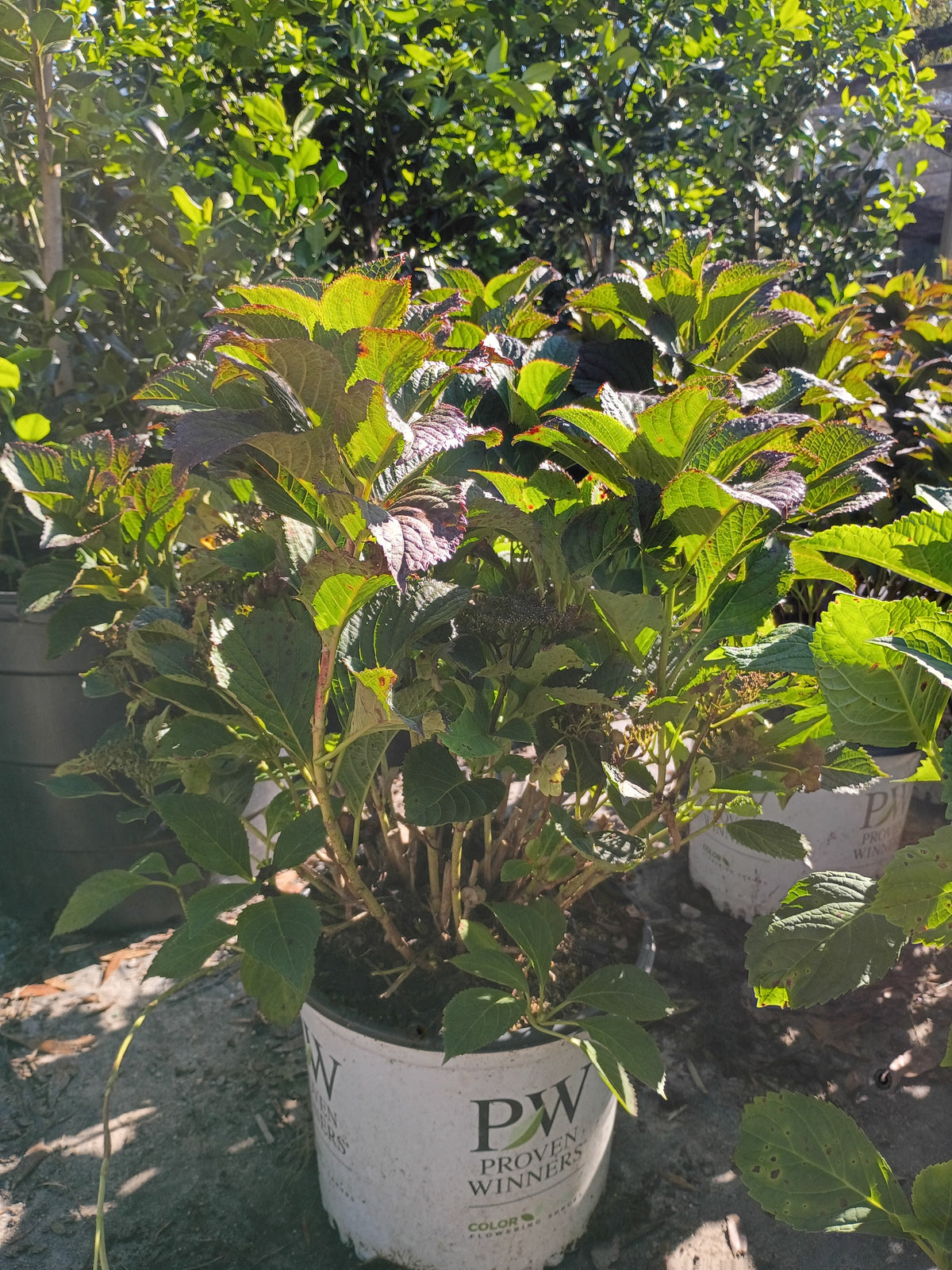 3 GALLON HYDRANGEA - SERRATA - TUFF STUFF