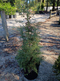 3 GALLON CYPRESS - CAROLINA SAPPHIRE