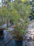 7 GALLON BAMBOO 'GOLDEN GODDESS'