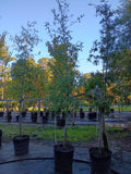15 GALLON OAK - WILLOW
