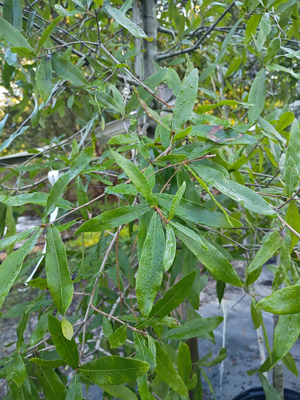 15 GALLON OAK - WILLOW