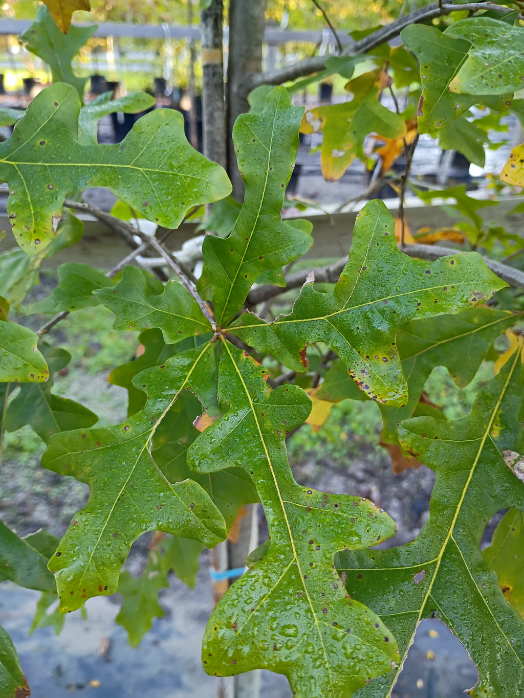 15 GALLON OAK - OVERCUP
