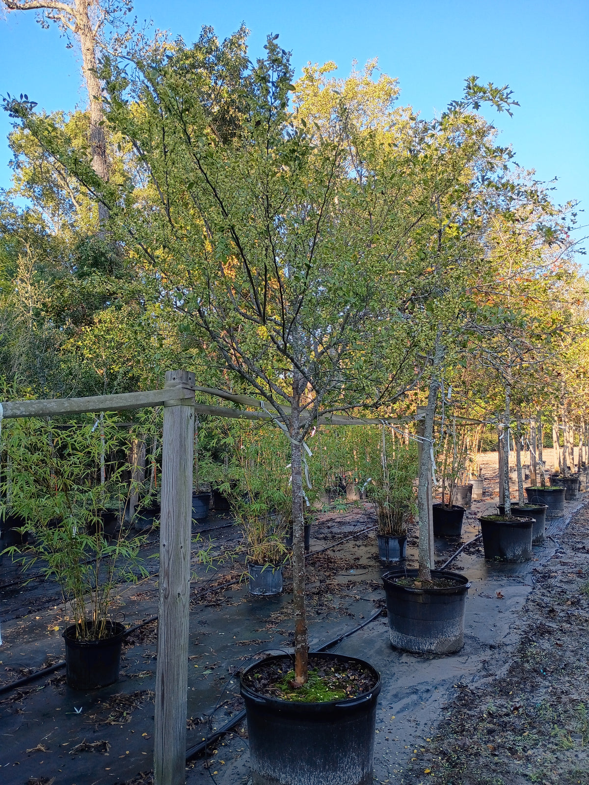 25 GALLON ELM - BOSQUE