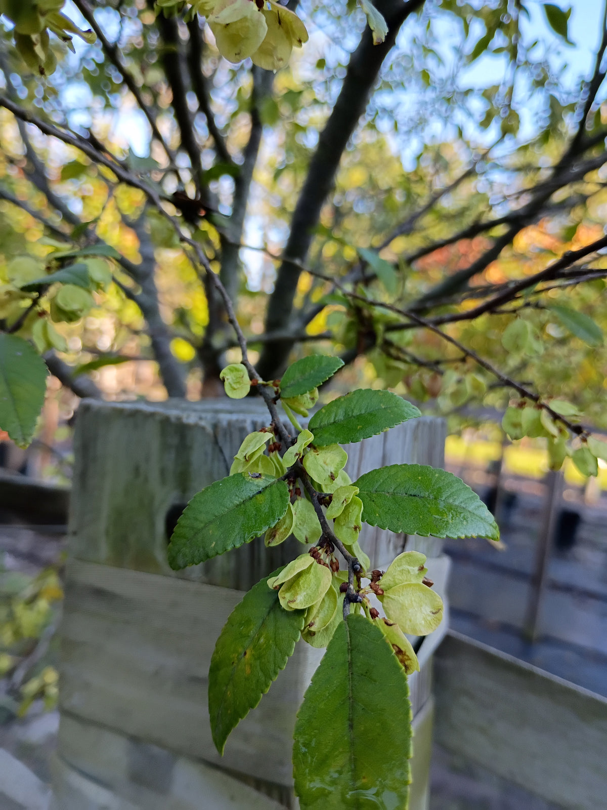 25 GALLON ELM - BOSQUE
