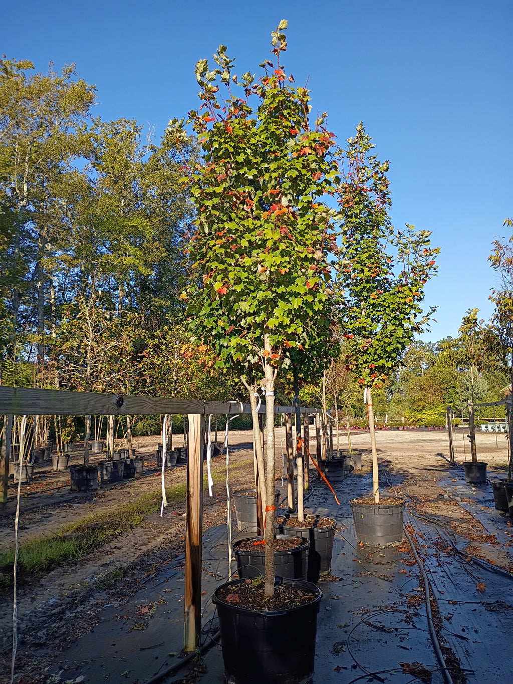 25 GALLON MAPLE - BRANDYWINE