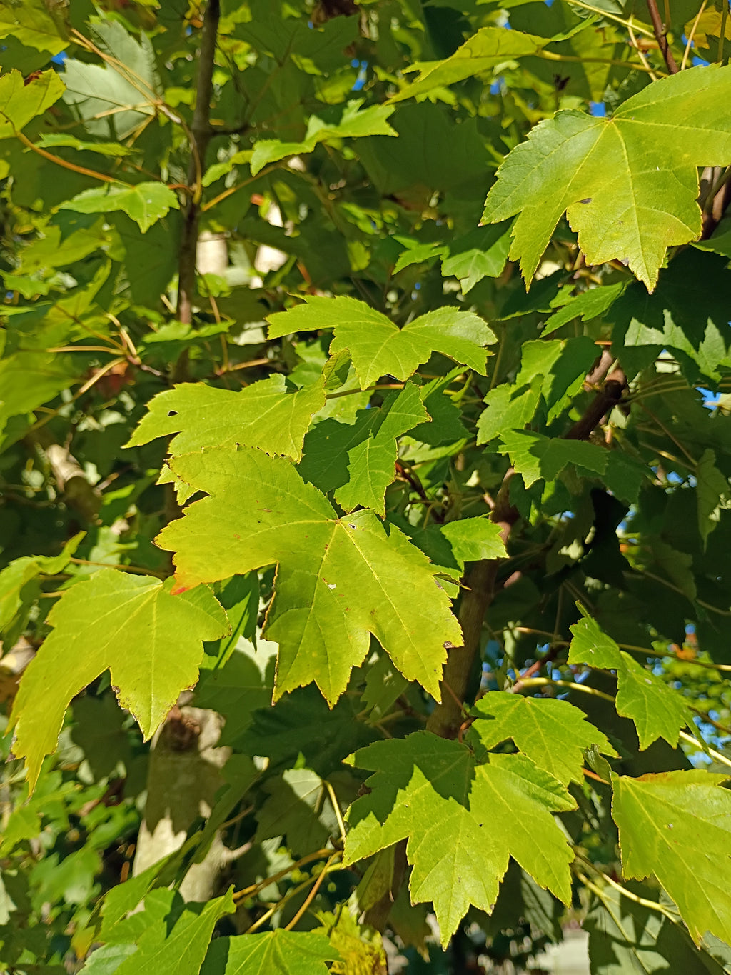 25 GALLON MAPLE - BRANDYWINE