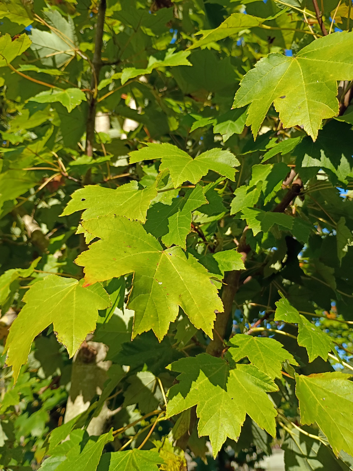 25 GALLON MAPLE - BRANDYWINE