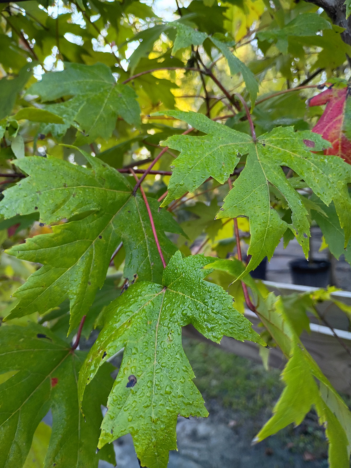 15 GALLON MAPLE - AUTUMN BLAZE