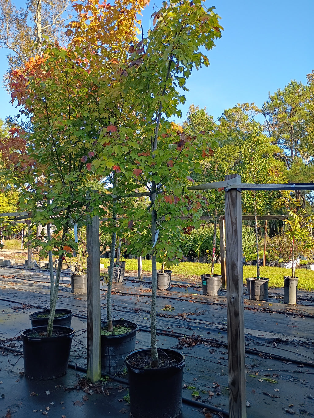15 GALLON MAPLE - BRANDYWINE