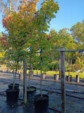 15 GALLON MAPLE - BRANDYWINE