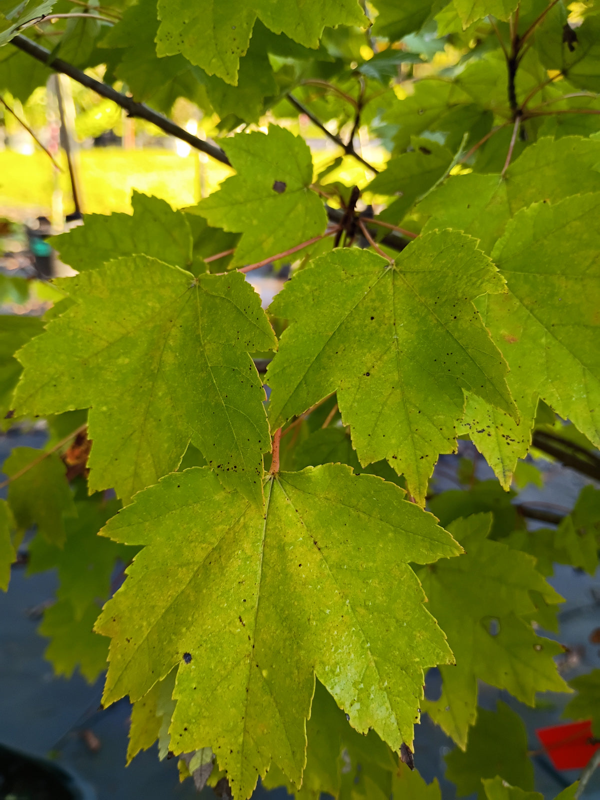 15 GALLON MAPLE - BRANDYWINE