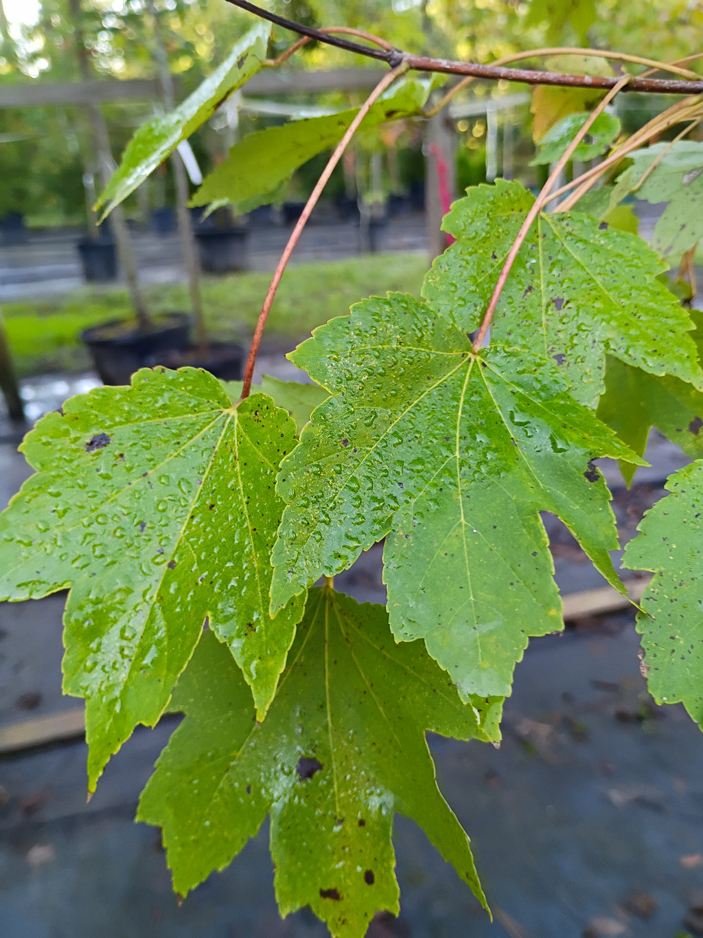 15 GALLON MAPLE - OCTOBER GLORY