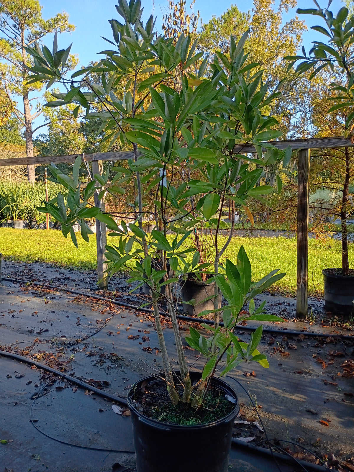 15 GALLON MAGNOLIA - VIRGINIANA - SWEETBAY