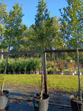 15 GALLON HOLLY EAGLESTON - STANDARD STEM