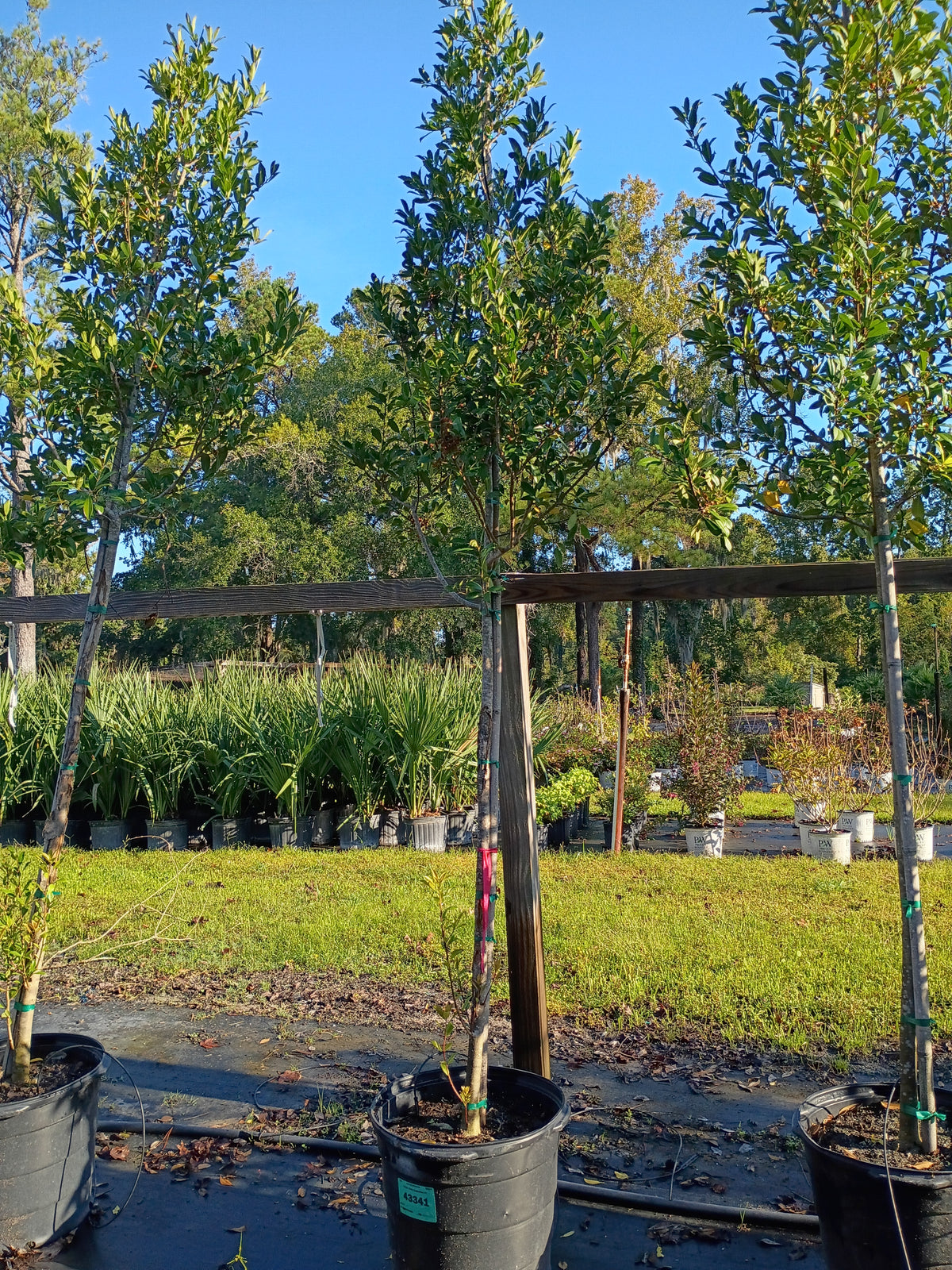 15 GALLON HOLLY EAGLESTON - STANDARD STEM