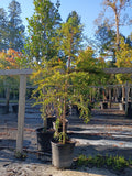 15 GALLON CYPRESS - BALD