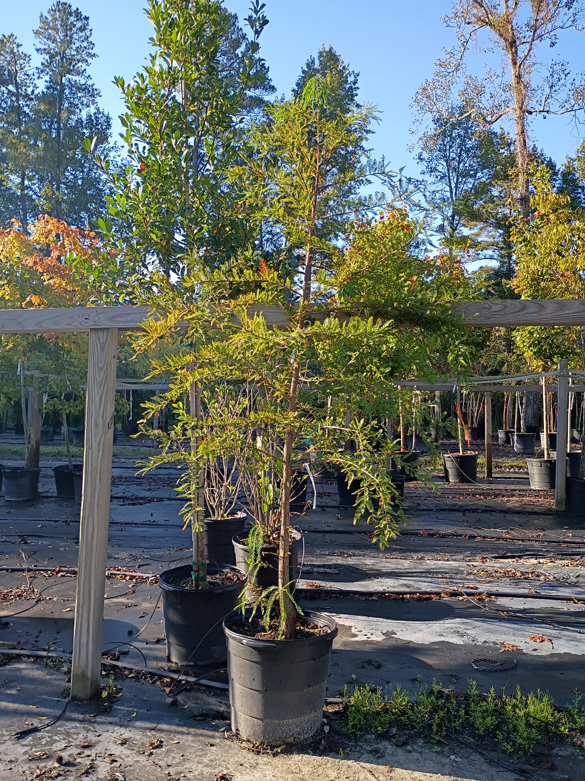 15 GALLON CYPRESS - BALD